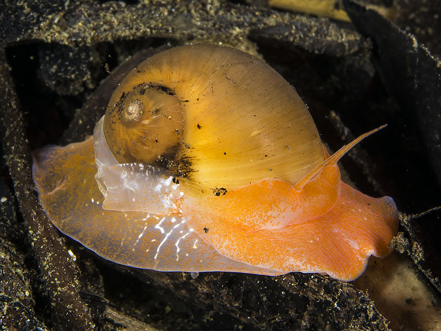 Naticarius zonalis
